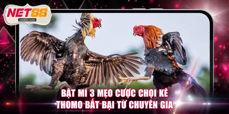 Bật mí 3 mẹo cược chọi kê Thomo bất bại từ chuyên gia