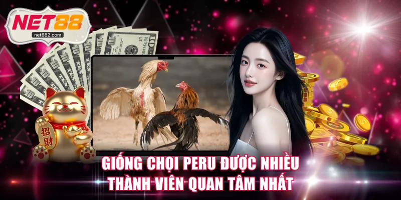 Giống chọi Peru được nhiều thành viên quan tâm nhất