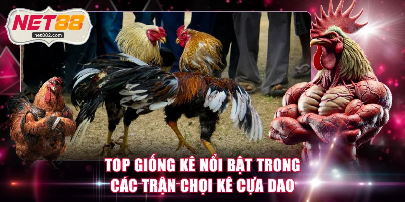 Top giống kê nổi bật trong các trận chọi kê cựa dao